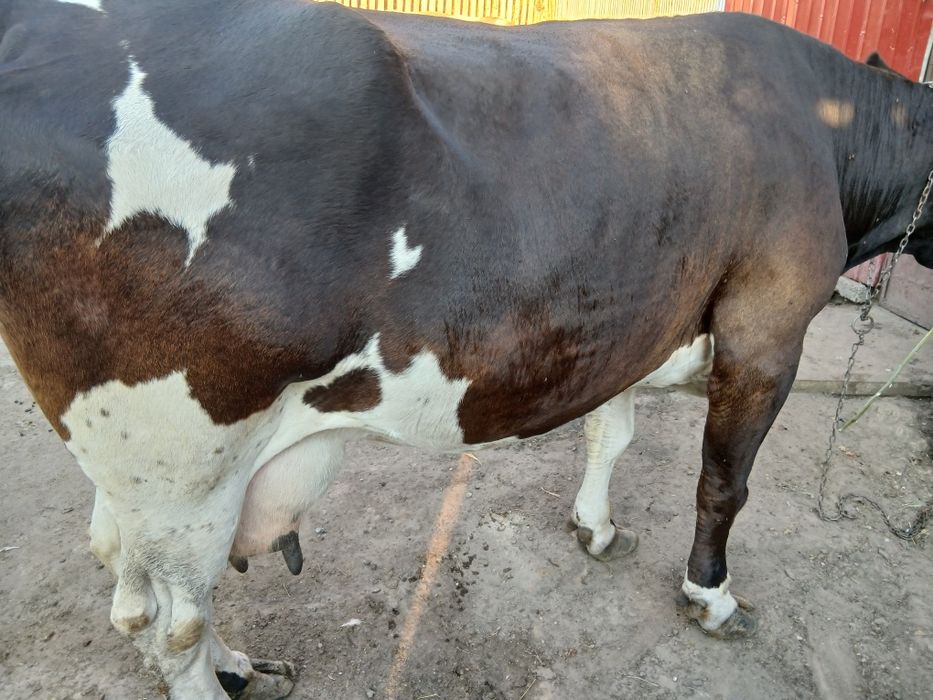 Vaca de vanzare!