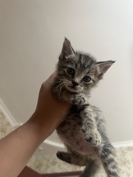 Котенок хороший мальчик 1 месяц