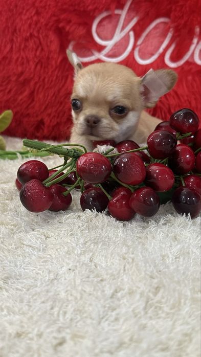 Кукольная девочка чихуахуа кобби