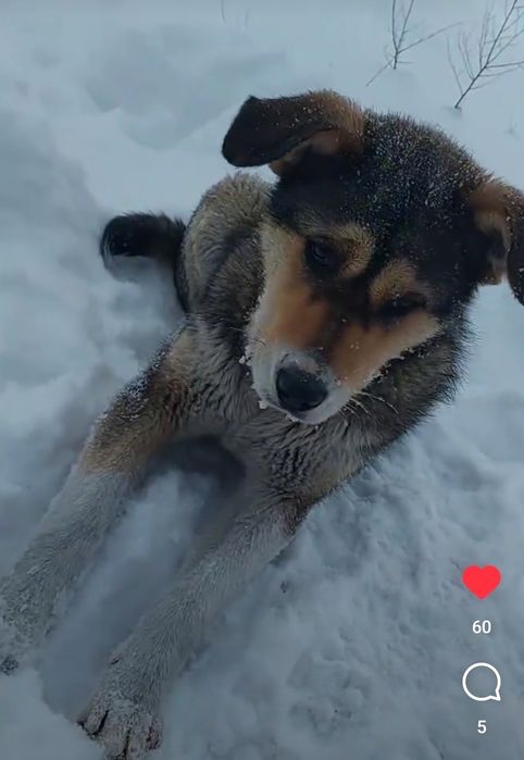 Отдам щенка 10 мес.