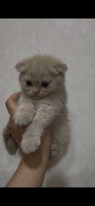 Продаются британские котята от породистых родителей