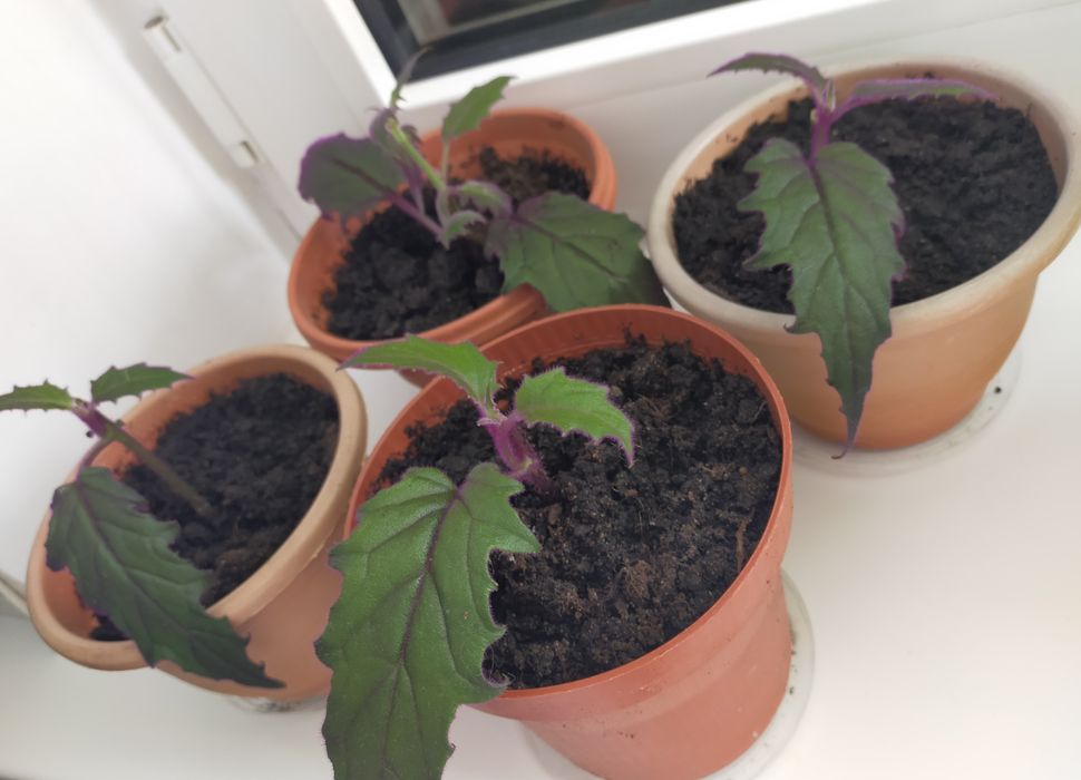 комнатные цветы.