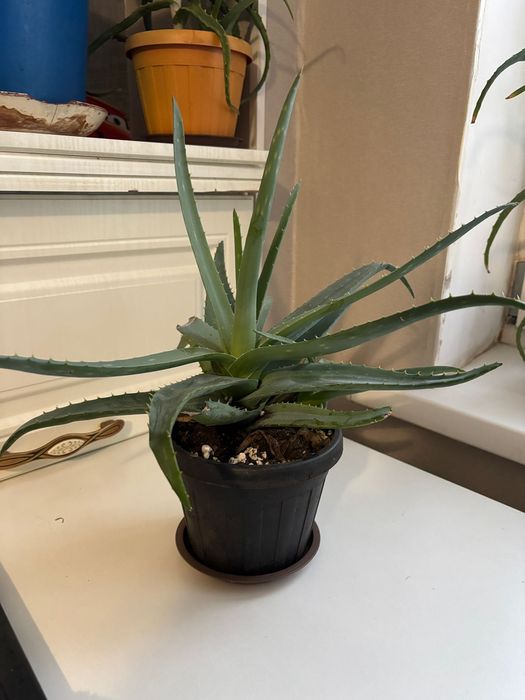 Продам алое вера и алое столетники