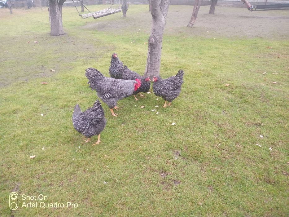 Parranda Plomotrok zotli