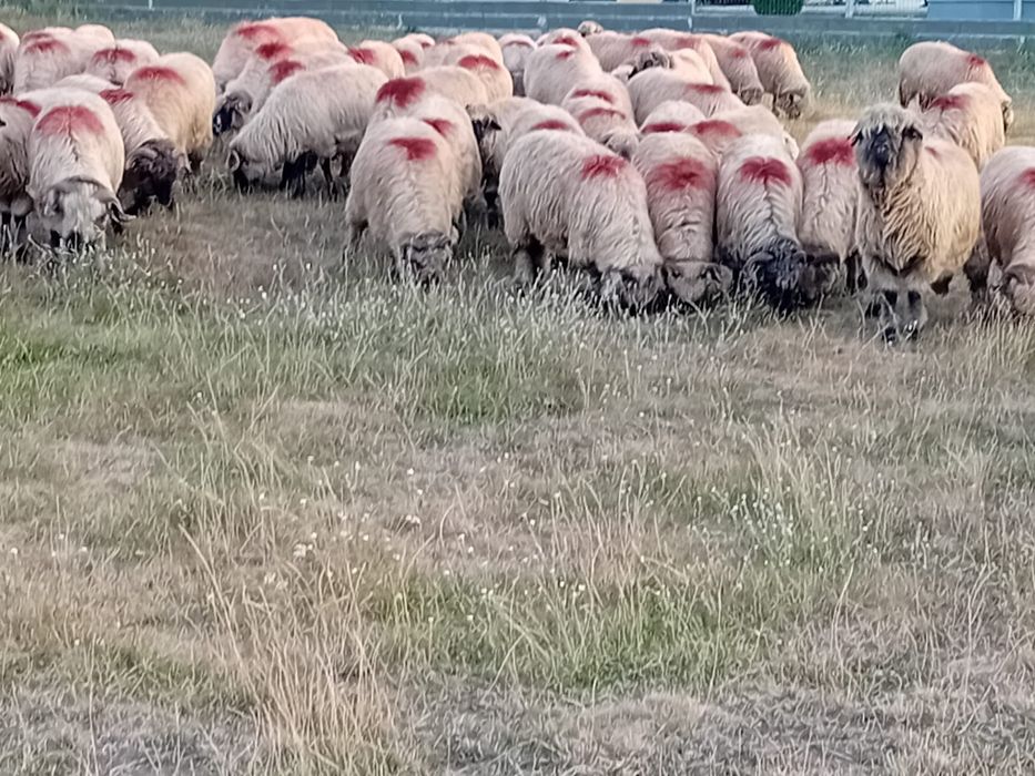 Oi bucali de vânzare