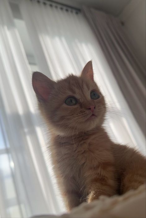 Котенок рыжая девочка