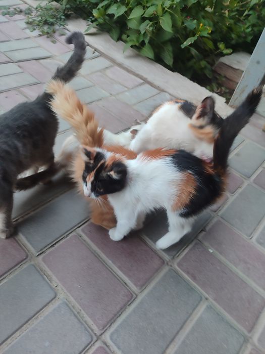 Отдам котят в хорошие руки