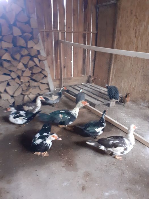 Rate mute 2024 mai multe culorii