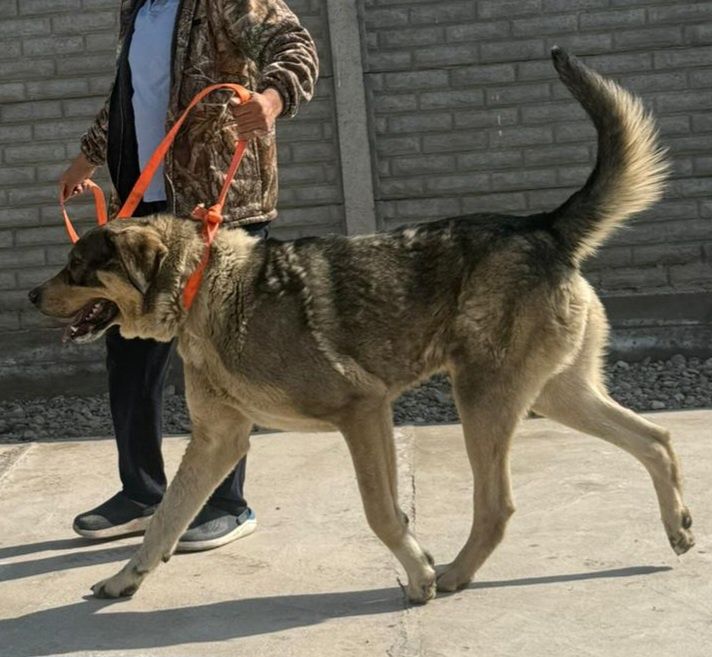 чистопородный тобет