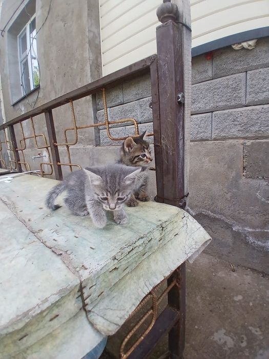 Котейки два месеца