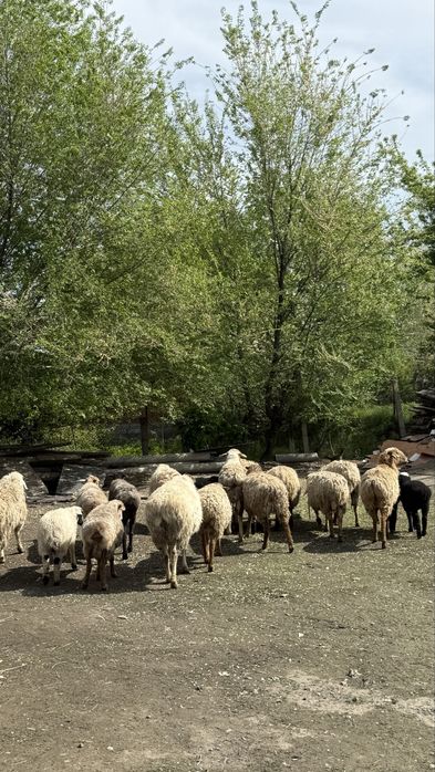 Продам баран оптом