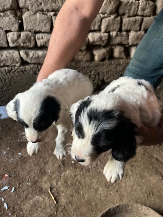 Спанел күшіктер 2еркек күшік