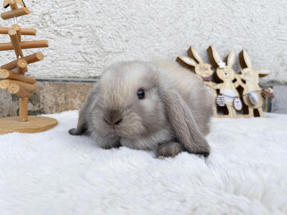 Vând pui berbec pitic