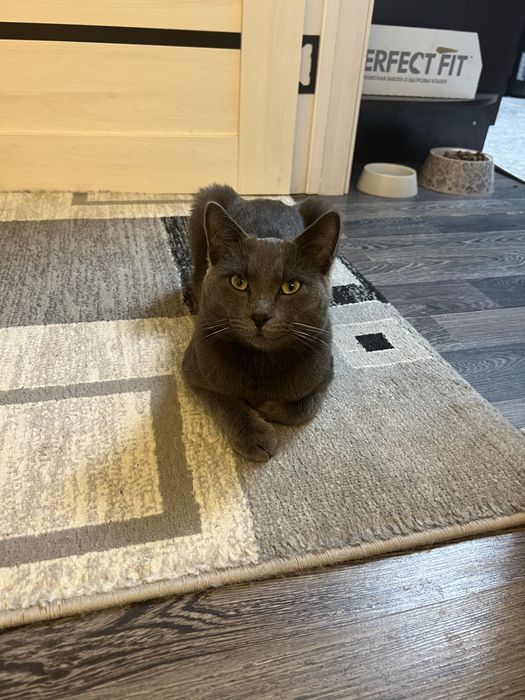 Пропал кот , помогите найти