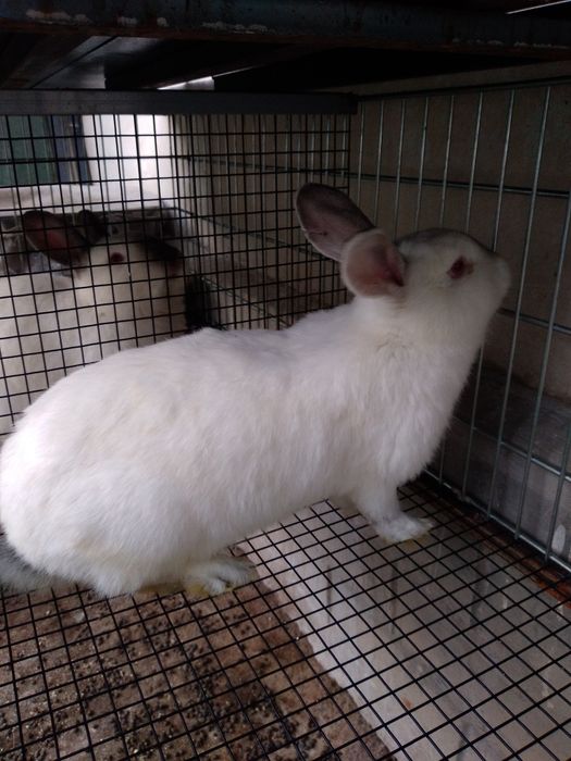 Kalifony quyonlar sotiladi  para blaring ham bor