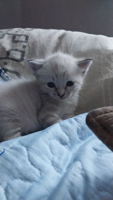 Отдам в добрые руки