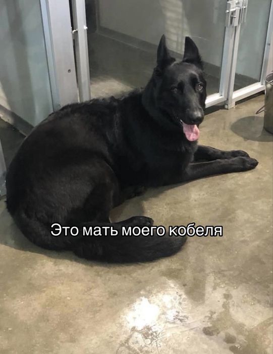 Красивый кобель ищет невесту