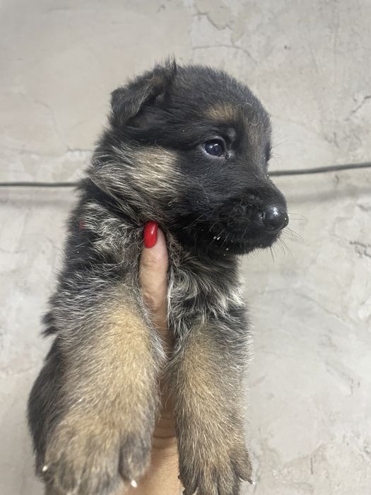 Щенки немецкой овчарки