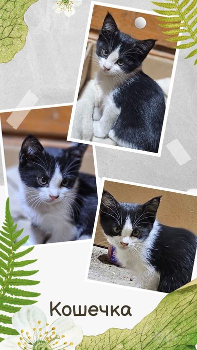Котята в хорошие, добрые руки