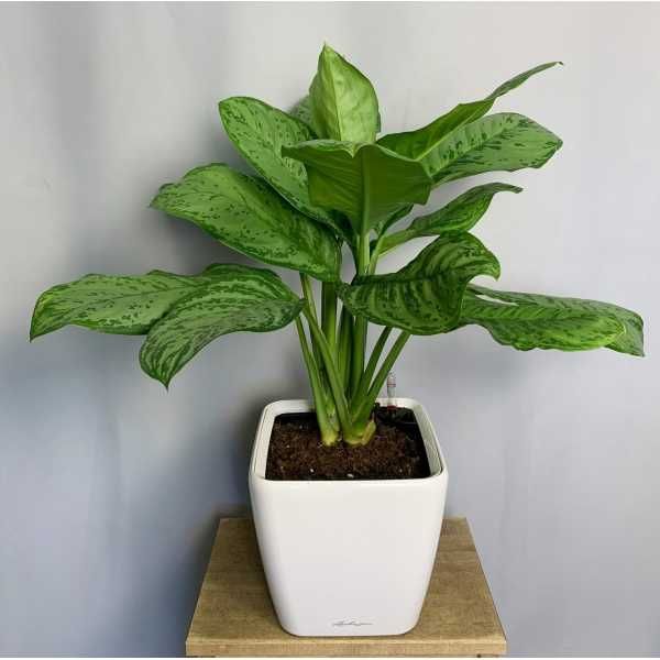 Пышный цветущий цветок Аглаонема для офиса и дома
