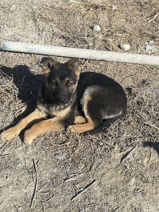 Шенки европейский овчарки