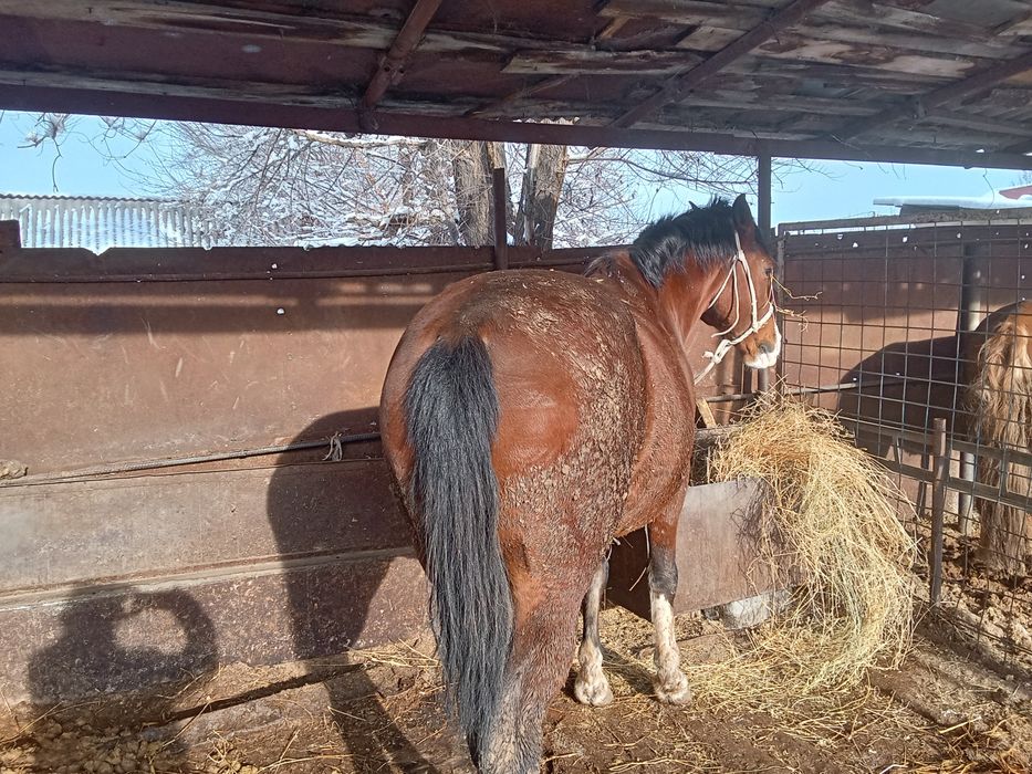 Айгыр сатылады семиз