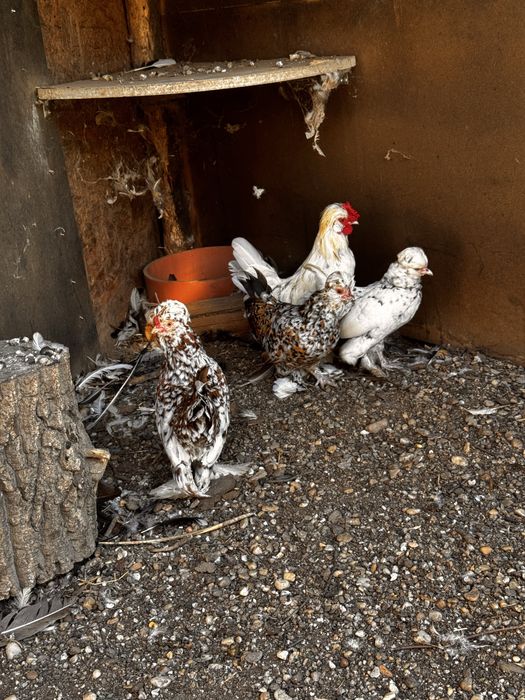 Struma bantam pitic