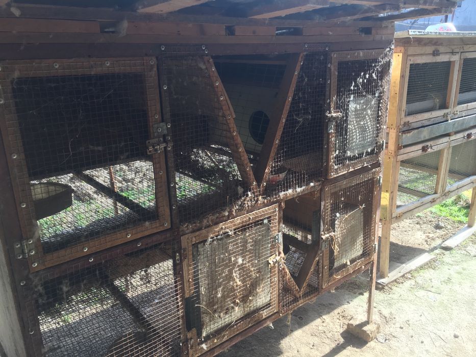 Куён учун клетка 3 хил