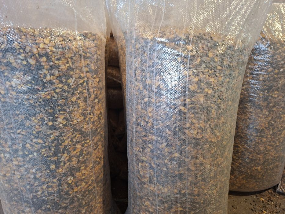 Amestec cereale Porumb,Grau,Floare 10+1 Gratis