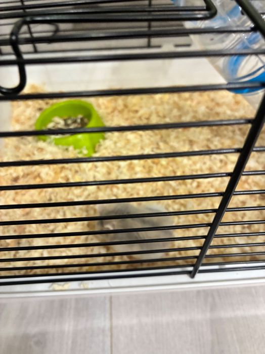 Подарявам хамстерчета