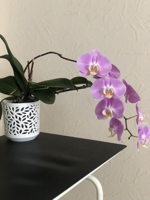 Продам орхидеи домашние