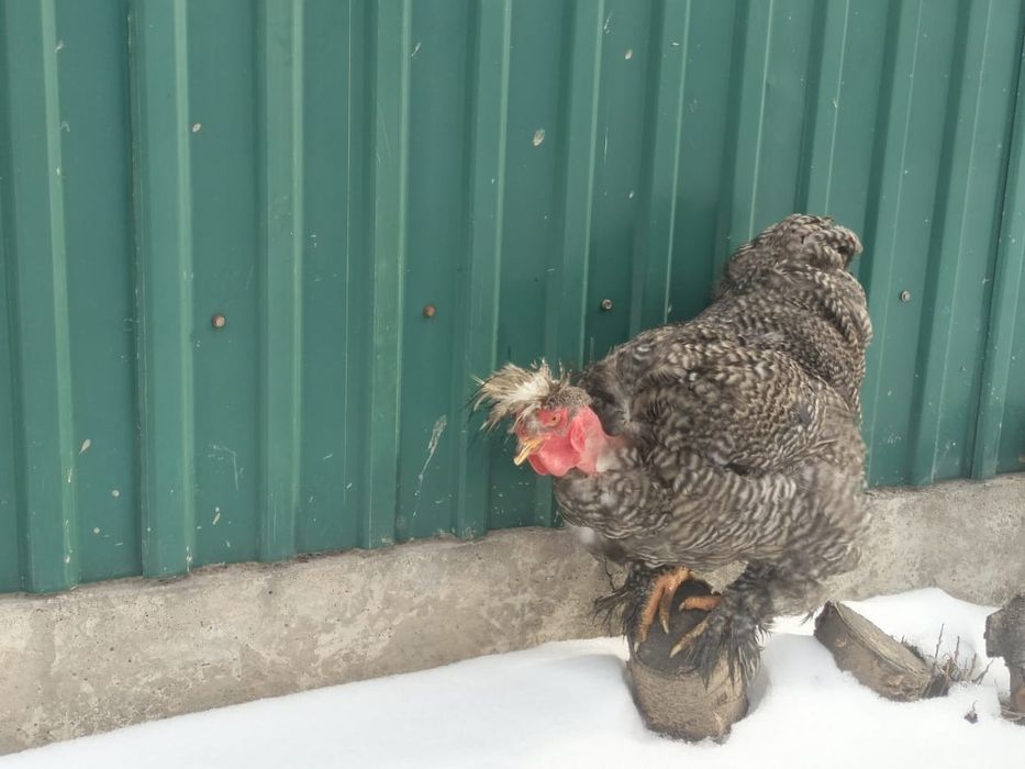 Продаётся голошейка петух