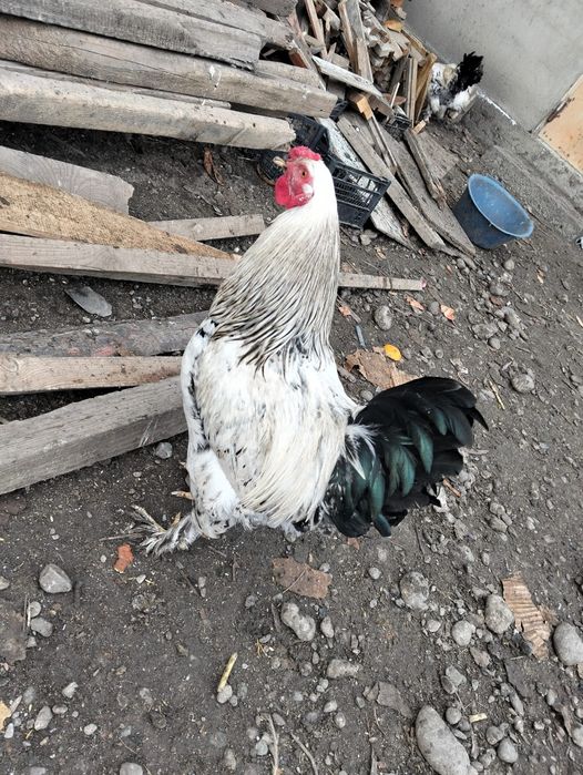 Жас қораздар сатылады