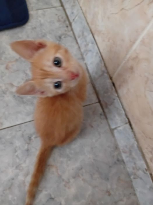 Рыжинький котёнок