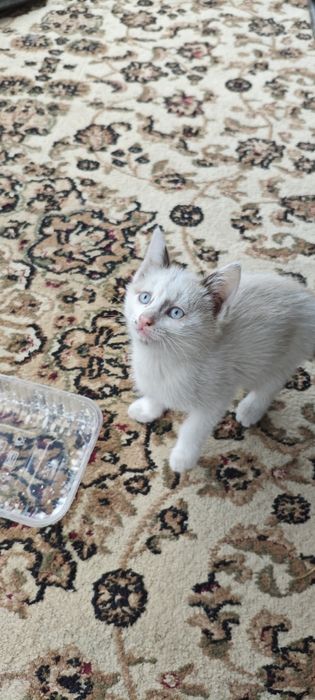 котенок девочка в добрые руки