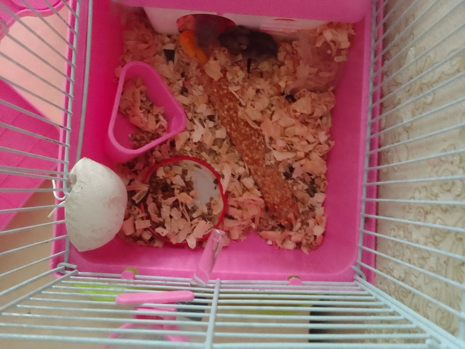 Продам хомячков маленьких