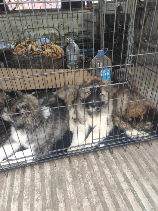 Кавказская овчарка продаётся щенки