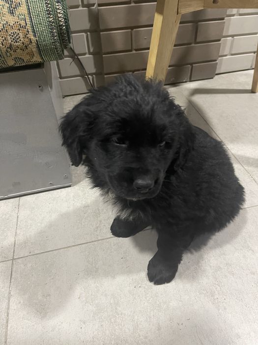 Продаю щенка черного