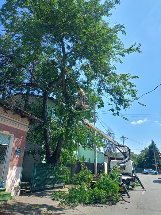 Taiere toaletare copaci cu alpinisti oferim mentenanță