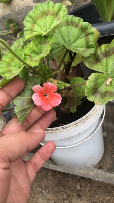 Продается красивые неприхотливые цветы