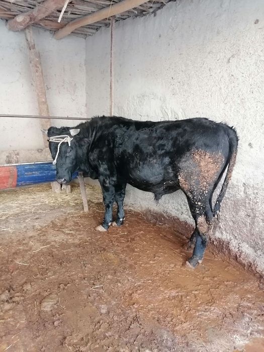 Ho‘kiz sotiladi yeyishga gap yo‘q