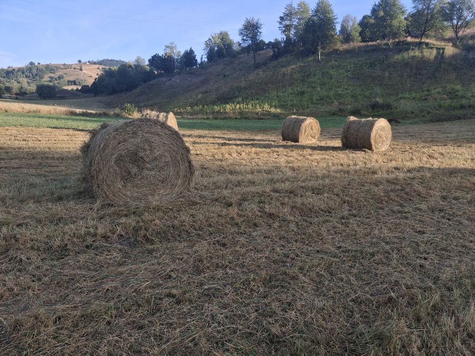 Baloți de fân cu otavă schimb cu miele sau vitică