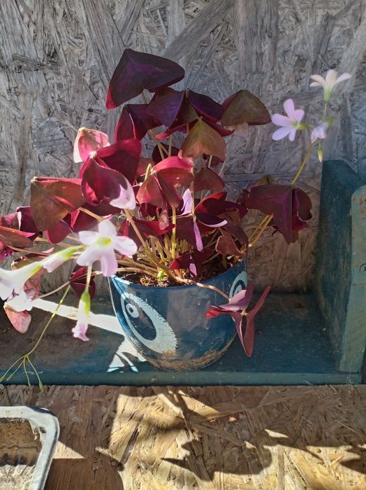 Pui de Oxalis roz