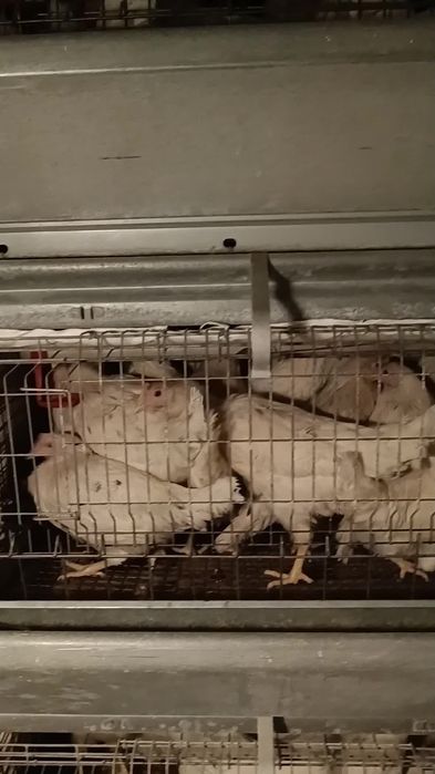 Sendi firma davlat tovuqlari sotiladi oshiqchasi bor abyom va dona