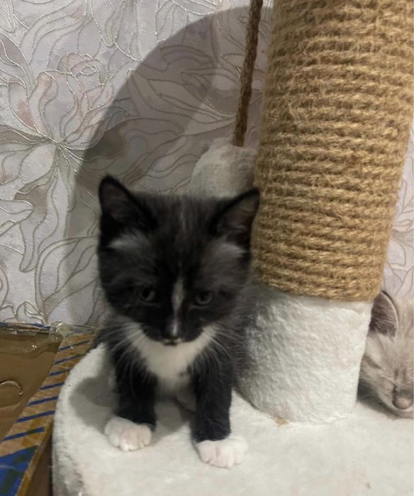 отдаем кошек хорошие руки