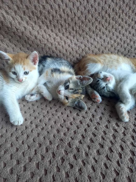 Подарявам котета