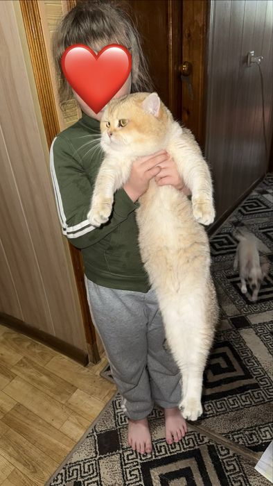 Кот  окрас Золотая Шиншилла nu 12