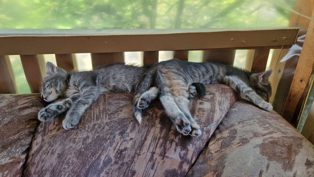 подарявам котенца