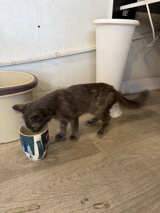 Котенок (девочка) в добрые руки