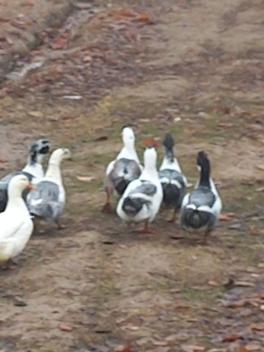 Инда утки от 150 до 350